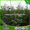 Factory direct latest design low cost greenhouse with plastic film